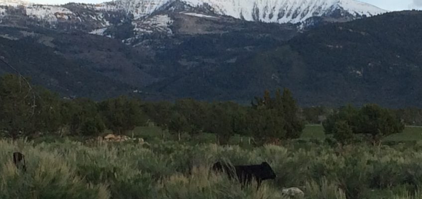 Spring City Canyon Foot Trail